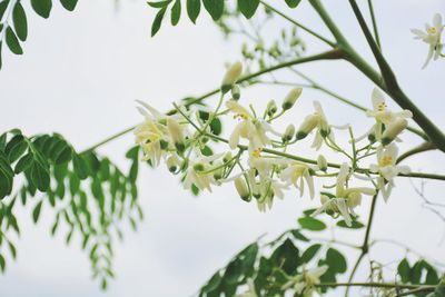 Close-up of flowers blooming on tree