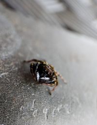 High angle view of bee