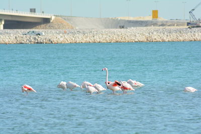 Swans on water