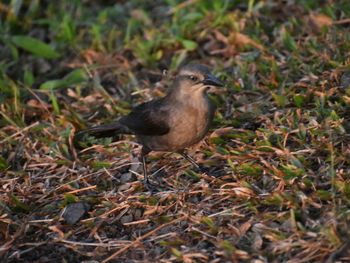 Bird on grass