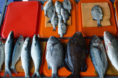 View of fish for sale at market stall