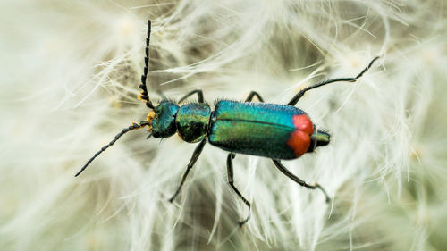 Close-up of insect