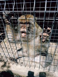 cage
