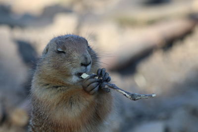 Close-up of squirrel eating outdoors