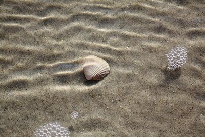 High angle view of seashell on beach