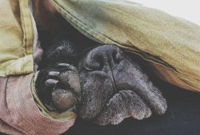 Close-up of dog sleeping on sofa