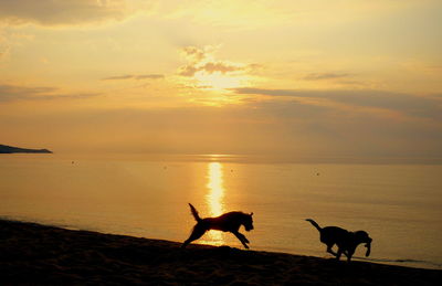 Silhouette dogs on sea against sky during sunset