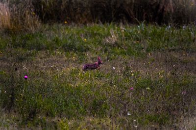 Bird on field