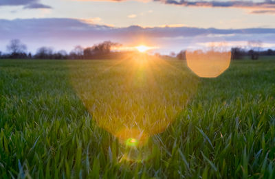 Scenic view of grassy field against sky at sunset