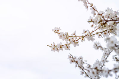 White cherry blossom flowers. flowering spring trees