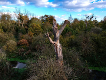 Panoramic shot of fresh green plants against sky