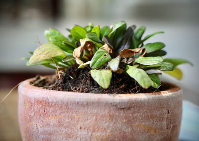 Close-up of potted plant