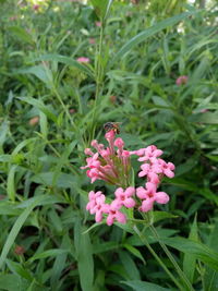 Close-up of pink flowers blooming outdoors