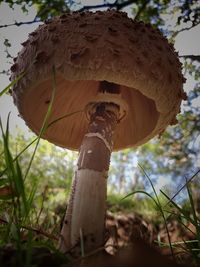 Close-up of mushroom growing on field