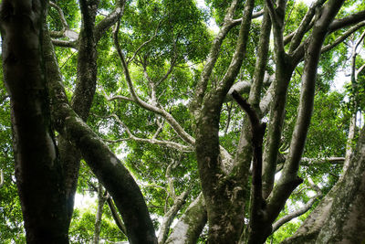 Low angle view of trees in forest