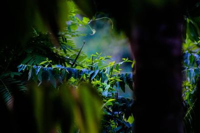 Close-up of plant growing on field