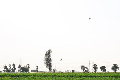 Birds flying over field against clear sky