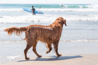 Dog on beach