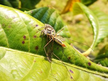 Close-up of insect on leaf