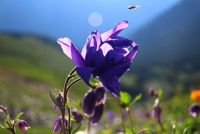 Close-up of purple flowering plant