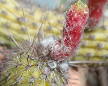 Close-up of red flowering plant