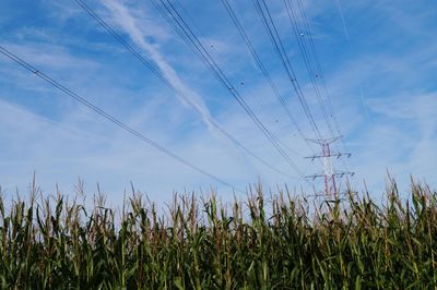 Low angle view of plants growing on field against sky