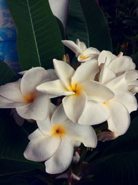 Close-up of frangipani blooming outdoors