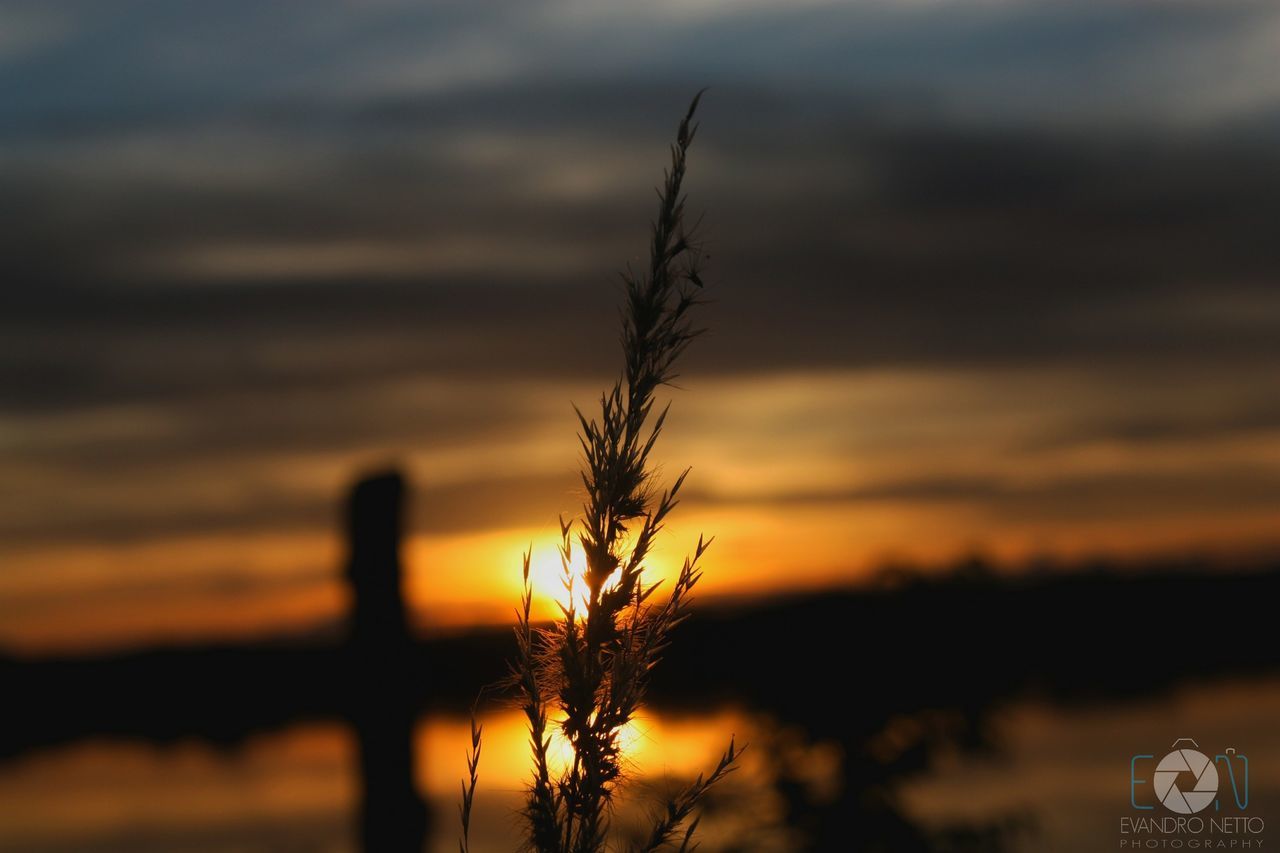 CLOSE-UP OF SILHOUETTE PLANTS ON FIELD AGAINST SKY