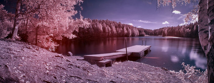 Reflection of trees in calm lake