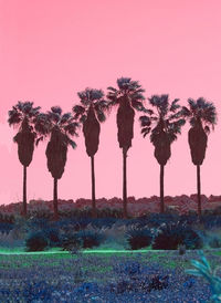 Palm trees on field against sky during sunset