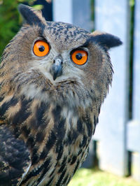 Close-up portrait of eurasian eagle-owl