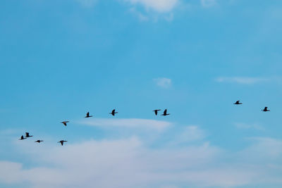 Low angle view of birds flying in sky