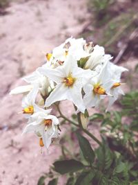 Close-up of white flowering plant