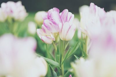 Close-up of pink flower