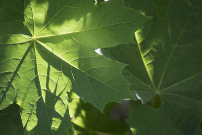 Close-up of green leaves