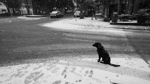 View of dog on street in winter