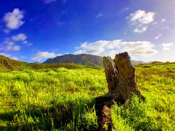 Scenic view of field against sky