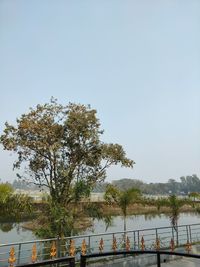 Tree by lake against clear sky