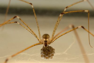 Close-up of insect