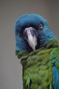 Close-up of a parrot