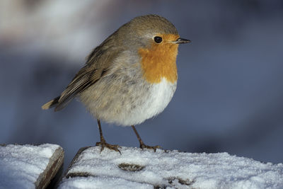 Close-up on a fluffy robin redbreast. the picture is taken in sweden during winter.