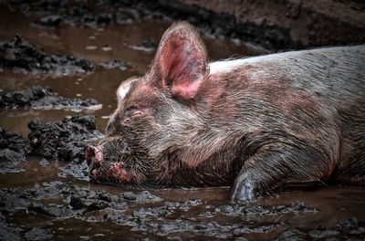 High angle view of dog in mud