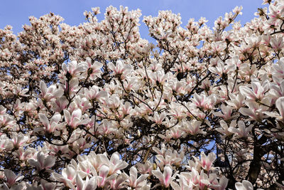 Close-up of cherry blossom