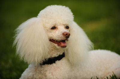 Close-up portrait of white dog