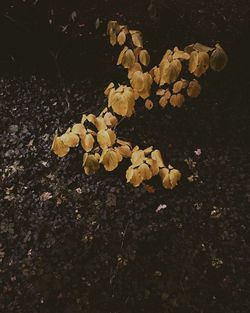 View of trees in the dark