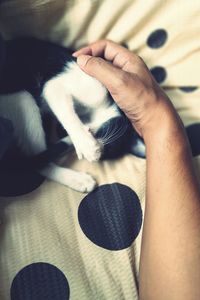 Close-up of hand holding cat