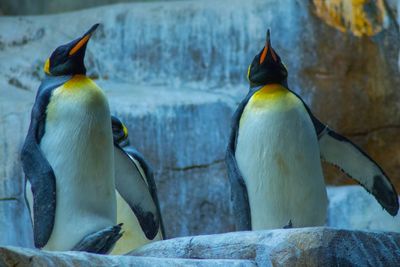 View of birds perching on rock