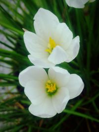 Close-up of white flower blooming outdoors