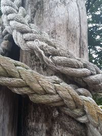 Close-up of tree trunk