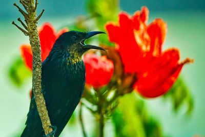 Close-up of red bird perching on flower